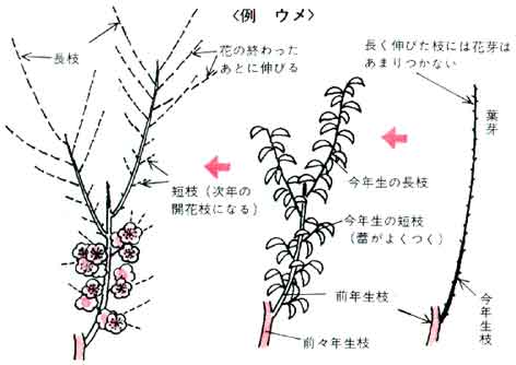 方法 株式会社吉村造園